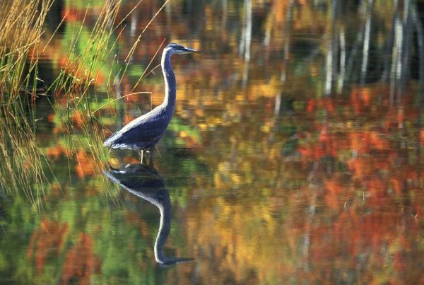 NY, Adirondacks, Great Blue Heron Reflection